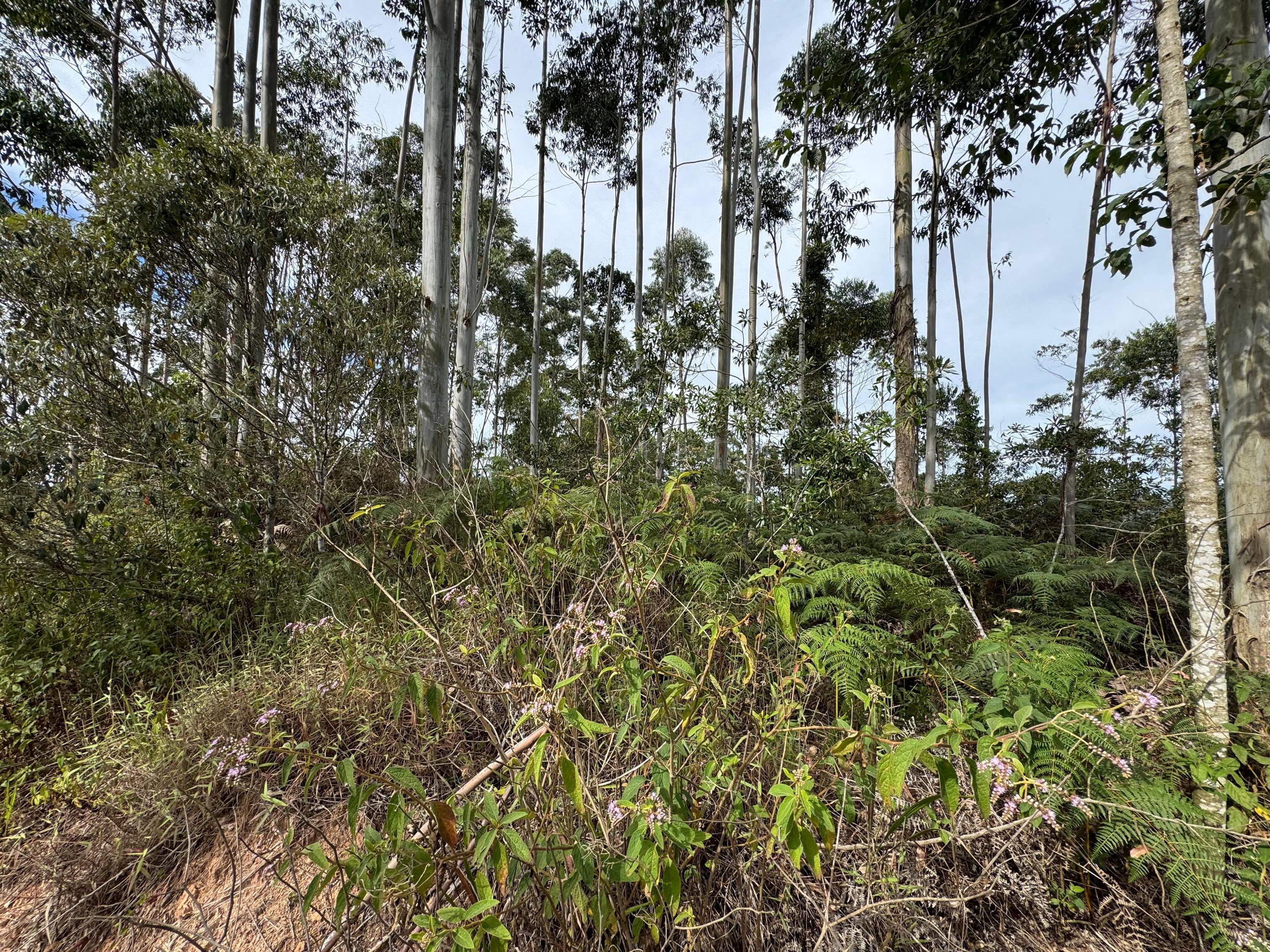 PROPRIEDADE DISPONÍVEL PARA VENDA